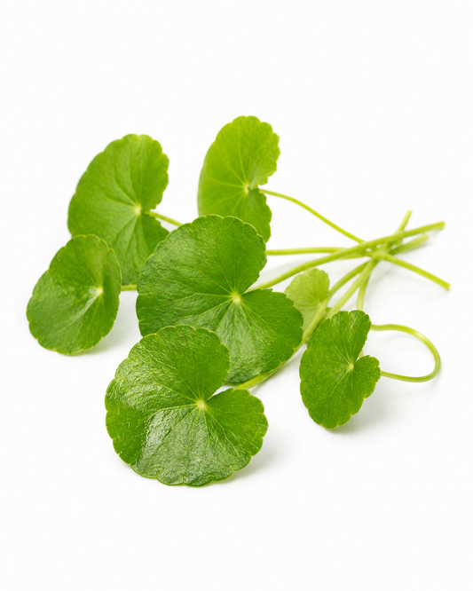 indian pennywort - auumora