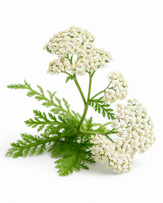yarrow - auumora