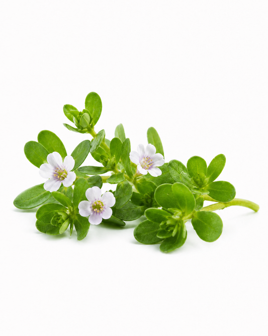 brahmi
