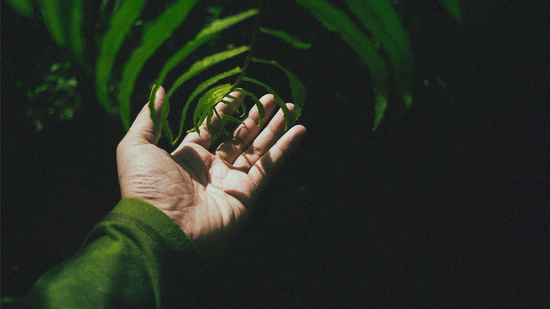 Auumora promotional banner